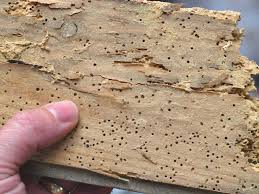 treating woodworm 